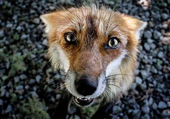 Foxpic335b.png