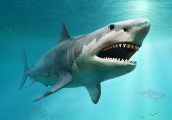 Shark_335x235.jpg