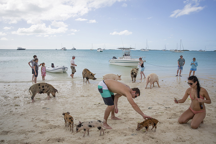 Schwartz_SwimmingPigs_WEB.jpg